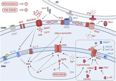 Mitochondrial Ion Channels of the Inner Membrane and Their Regulation in Cell Death Signaling